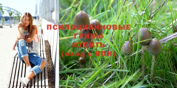 стаф Алзамай